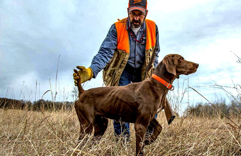 Pheasant Dogs Wild River Press